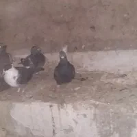 کبوتر کبوتران خوب و سالمی هستند|پرنده|سلامی, |دیوار