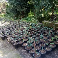 فتونیا|گل و گیاه طبیعی|چابکسر, |دیوار