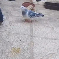 کفتر