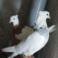 ی جفت طوقی بینظیر