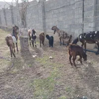 سه جفت بز و بزغاله پاکستانی یک نر بز اصل پاکستانی‌