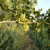 باغ موقعیت استثنایی برای کسب کار و سرمایهگذاری|فروش دفتر صنعتی، کشاورزی، تجاری|سبزوار, رباط|دیوار