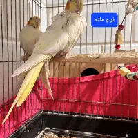 عروس هلندی مست به شرط جفتگیری