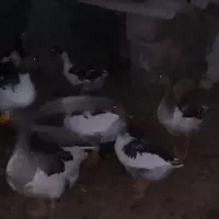 فروش ۴عددجوجه غاز ۵ ماهه