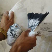 زاغ خرمایی شمرونی