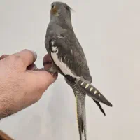 عروس هلندی|پرنده|کیاشهر, |دیوار