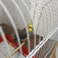 پرنده|پرنده|رشت, پسیخان|دیوار