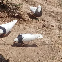 4عدد طوقی با یک عدد جوجه بدون خال و مریضی|پرنده|اندیکا, |دیوار