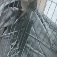 سهره  نر اروپایی|پرنده|اردکان, |دیوار