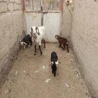 گوسفند ابست و بز جملی|حیوانات مزرعه|زابل, |دیوار