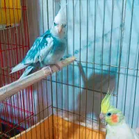 عروس نر به شرط مولد