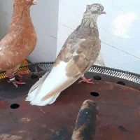 ۳تا ماده دم سفید ویک ماده طوقی|پرنده|اهواز, اسلام آباد غربی|دیوار
