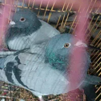 کفتر پولکی سبز