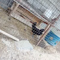 مرغ و خروس|حیوانات مزرعه|قشم, |دیوار