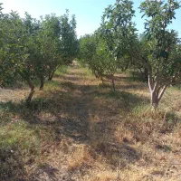 فروش-زمین-باغی-2000-متری