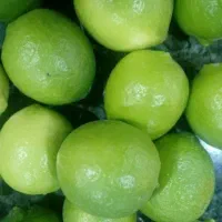 لیمو ترش میناب