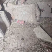 نرماده زرد دم سفید