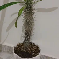 گل آپارتمانی|گل و گیاه طبیعی|فردیس, شهرک ارم|دیوار