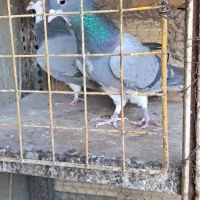 کبوتر خرقه کیپ|پرنده|خمینیشهر, |دیوار