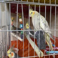 عروس هلندی