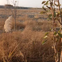 ۳۳۰۰مترباغ در روستای جوکال|فروش زمین و ملک کلنگی|چناران, |دیوار