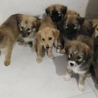 واگذاری تعدادی توله سگ