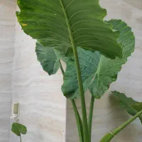 گل بابا آدم