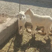 دو عدد بزغاله سانن|حیوانات مزرعه|قائن, |دیوار