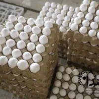 پخش تخم مرغ امیر عباس