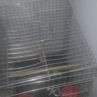 قفس|لوازم جانبی حیوانات|تیران, |دیوار