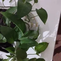 گل پتوس|گل و گیاه طبیعی|ارومیه, |دیوار