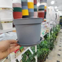 گلدان پاچیرا پلاستیک ژله ای پتوس سانسوریا خاک ورمی|گل و گیاه طبیعی|قم, ولیعصر|دیوار