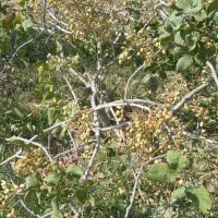 نهال پسته یه ساله دوساله سه ساله|خدمات باغبانی و درختکاری|تاکستان, |دیوار