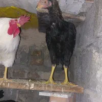 مرغ و خروس لاری