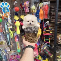 سگ فنجونی تیکاپ سایز و گربه|سگ|تهران, شهرک غرب|دیوار