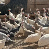 جوجه شاخدار سه روزه