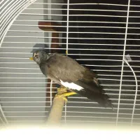 فروش مینا|پرنده|تهران, هاشمی|دیوار