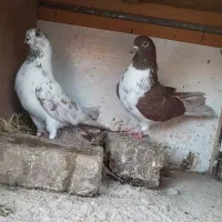 کبوتر مهری پرشی تار قدیم