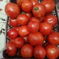 گوجه