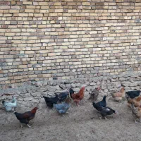 فروش 10عددمرغ جوان تخم گذار|حیوانات مزرعه|بزینه رود, |دیوار