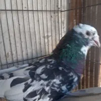 جفت سار خشگل