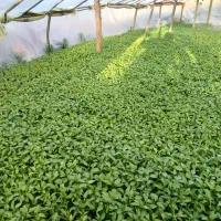 باغبانی گلدانی