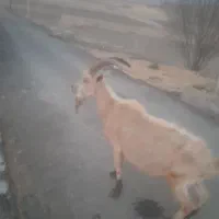 خبر فوری خبر مهم شکار بزه کوهی