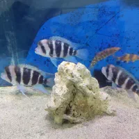 ماهی فرانتوزا|ماهی|رودهن, |دیوار