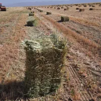 کاه عدس|فروشگاه و مغازه|درودزن, |دیوار