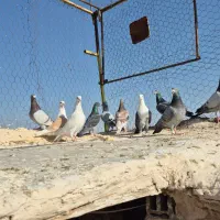 ۱۲ کفتر هوای