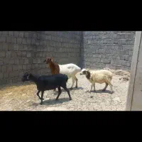 میش دوقلوزا