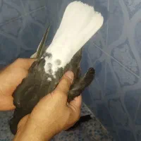 دم سفید|پرنده|اهواز, الصافی|دیوار
