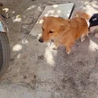سگ پاکوتاه