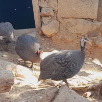 مرغ شاخ دار جهت فروش